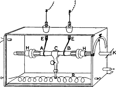 Fig. 37.—The Glass Chamber containing the Plant