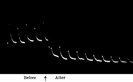 Fig. 45.—Action of Chloral Hydrate on the Responses of Leaf-stalk of Cauliflower