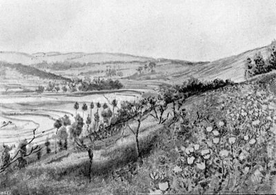 CULTIVATION IN TERRACES. In the foreground the poppy in bloom.