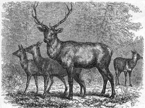 WAPITI OF THE ROCKY MOUNTAINS.