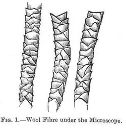 Wool fibre