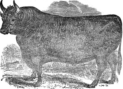 Devon bull