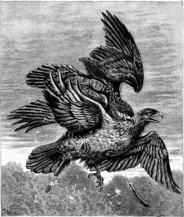 "The eagle seized its wounded mate with its beak and claws."