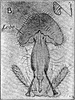 Fig. B.—Fly's Tongue (greatly magnified).