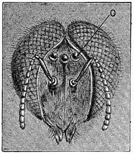 Fig. 3.—Head of Drone Bee (greatly magnified). 'Ocelli' at O.