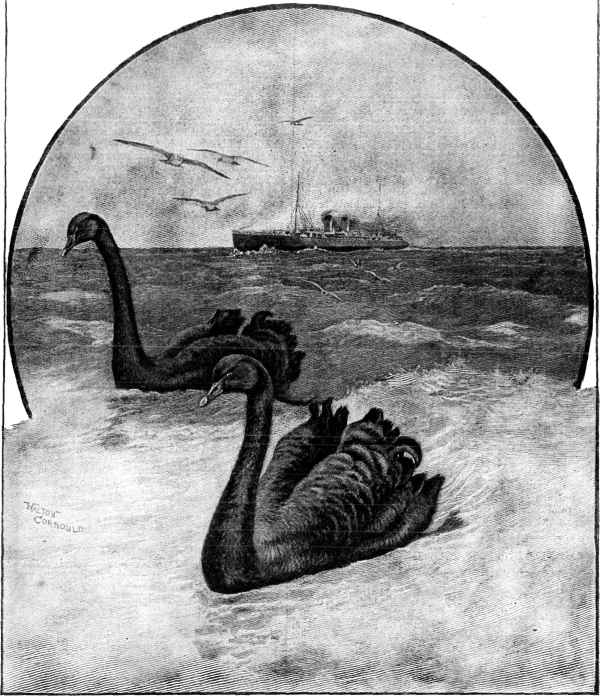 The Black Swan of Australia.