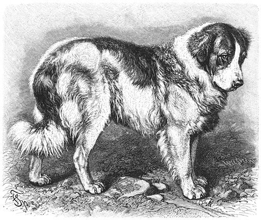 St. Bernardshond (Canis familiaris extrarius st. Bernhardi). 1/10 v. d. ware grootte.