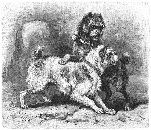 Ruigharige Rattenvanger (Canis familiaris gryphus hirsutus). ⅙ v. d. ware grootte.