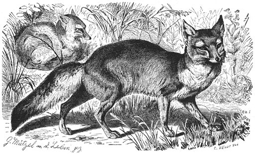 Korsak (Vulpes corsac). 1/7 v. d. ware grootte.