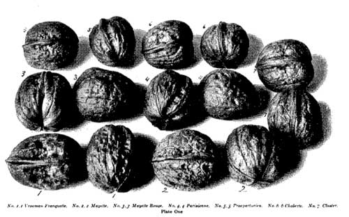 Walnut varieties