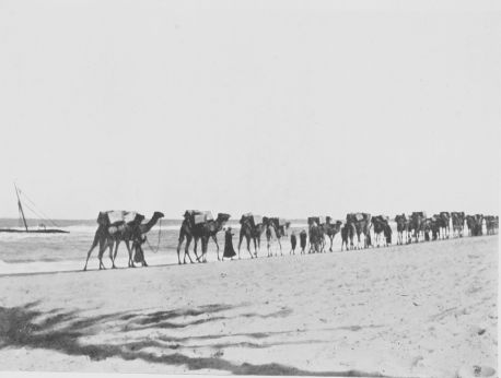 baggage camels