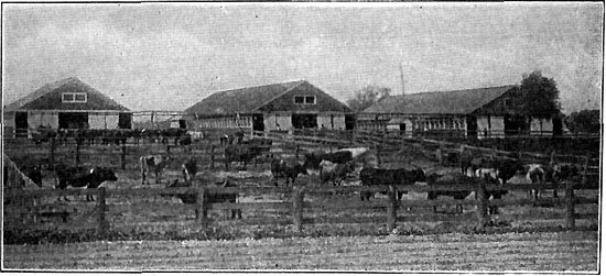 CLEAN, DRY SUNNING YARDS AT A MODEL DAIRY