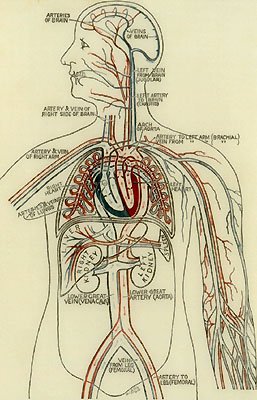 DIAGRAM OF THE CIRCULATORY SYSTEM