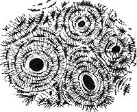 CROSS SECTION OF BONE