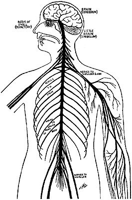 THE NERVOUS SYSTEM