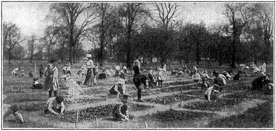 SCHOOL GARDENING