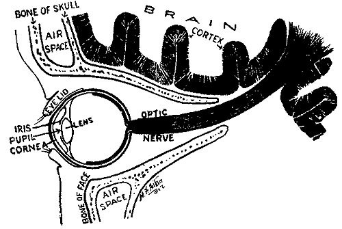 THE APPARATUS OF VISION