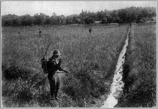 OILING A BREEDING GROUND OF MOSQUITOES