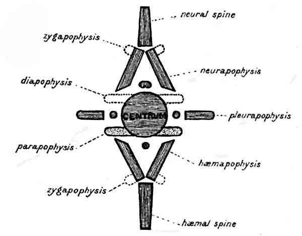 Ideal Typical Vertebra. (After Owen.)