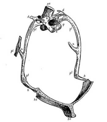  5.—Natural Typical Vertebra; Thorax of a Bird. (After Owen.)