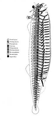 The Archetype of the Vertebrate Skeleton. (After Owen.)