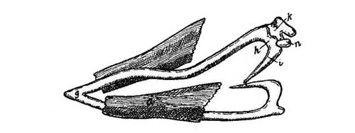 Fig. 9.—Meckel's Cartilage and Ear-ossicles in Embryo of Pig. (After Reichert.)