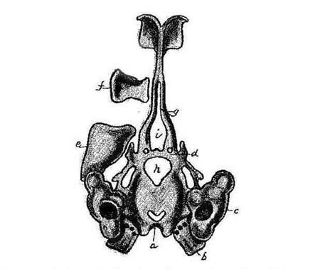 Embryonic Cranium of the Adder. Ventral Aspect. (After Rathke.)