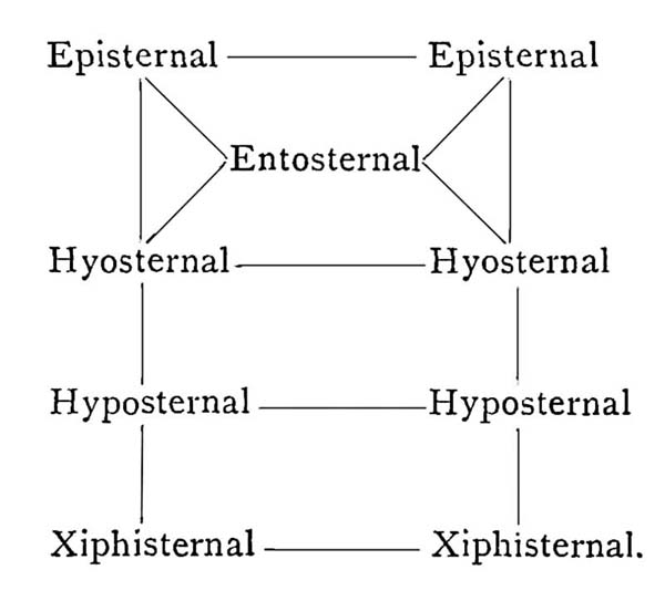 nine bones are in Geoffroy's nomenclature