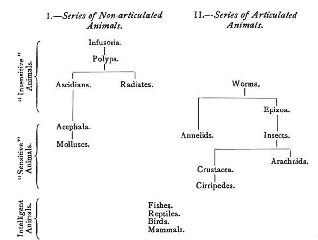 formation of animals