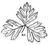 Leaf logo