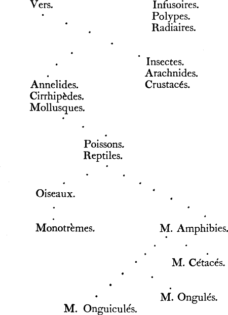 At the top, Infusoires, Polypes and Radiares.  Beside, Vers. From Vers, two groups of 3: Insectes, Arachnides and Crustacés; and Annelides, Cirrhipèdes and Mollusques. From the latter, Poissons and Reptiles. From those, Oiseaux, and then Monotrèmes. Also from Reptiles, M. Amphibies. From there, separate branches to M. Cétacés, M. Ongulés, and M. Onguiculés.