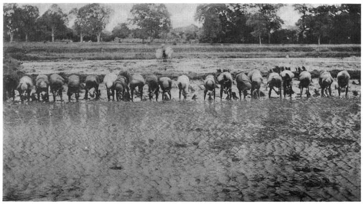 Transplanting rice