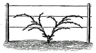 Fig. 13.