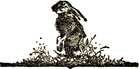 rabbit