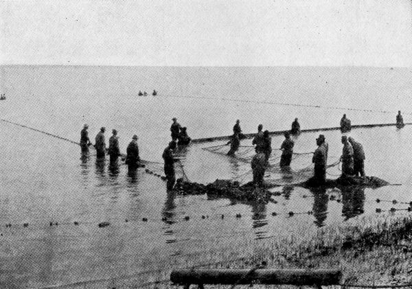 Hauling the Largest Shad Seine in the World.