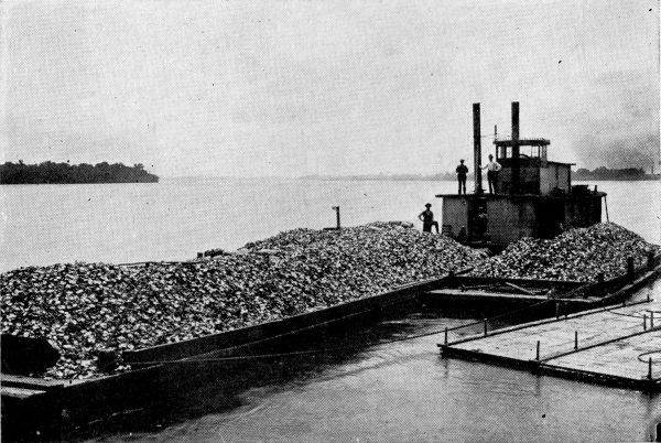 Barge-Loads of Mussels for the Mother-of-Pearl Industry.