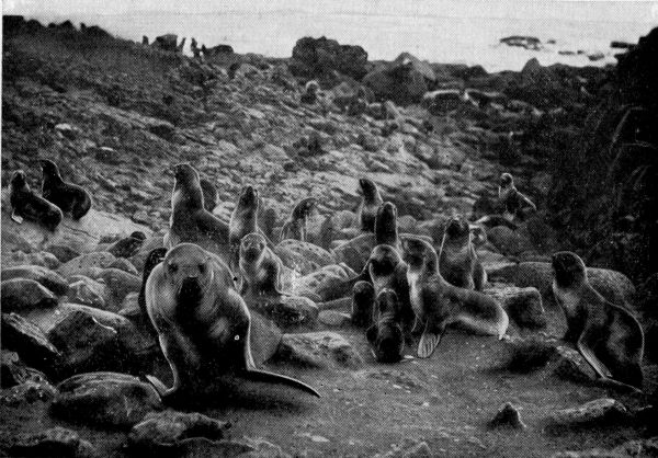 Bull Fur-Seal Charging the Camera.