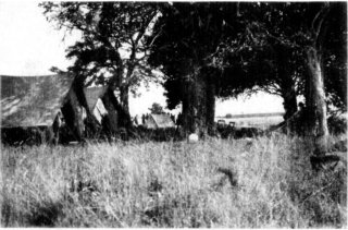 [Photograph: "Lion Camp"]