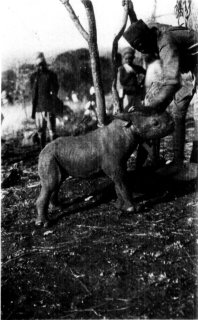 [Photograph: The Baby Rhino]