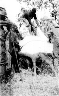 [Photograph: "Peeling" an elephant]