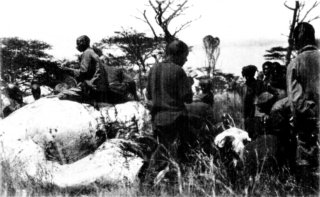 [Photograph: The Porters Like Elephant Meat]