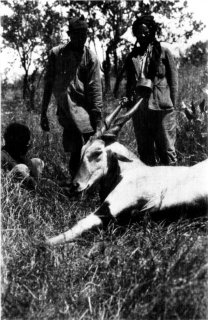 [Photograph: The Eland Is the Largest of the African Antelopes]