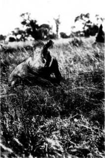 [Photograph: A Wounded Wart Hog]