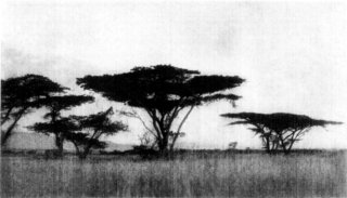 [Photograph: Umbrella Acacias]