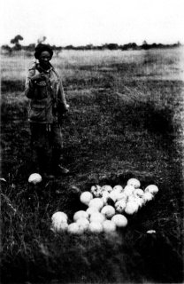 [Photograph: A Nest of Ostrich Eggs]