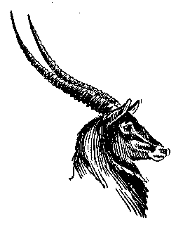 [Drawing: Waterbuck]