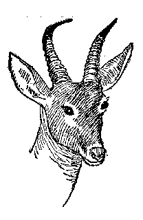 [Drawing: Reedbuck]