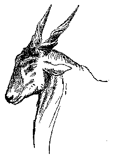 [Drawing: Eland]