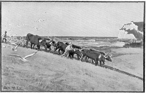 Modern Ploughing with Six Oxen in Sussex.