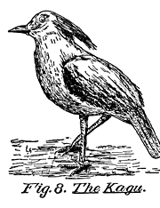 Fig. 8. The Kagu.